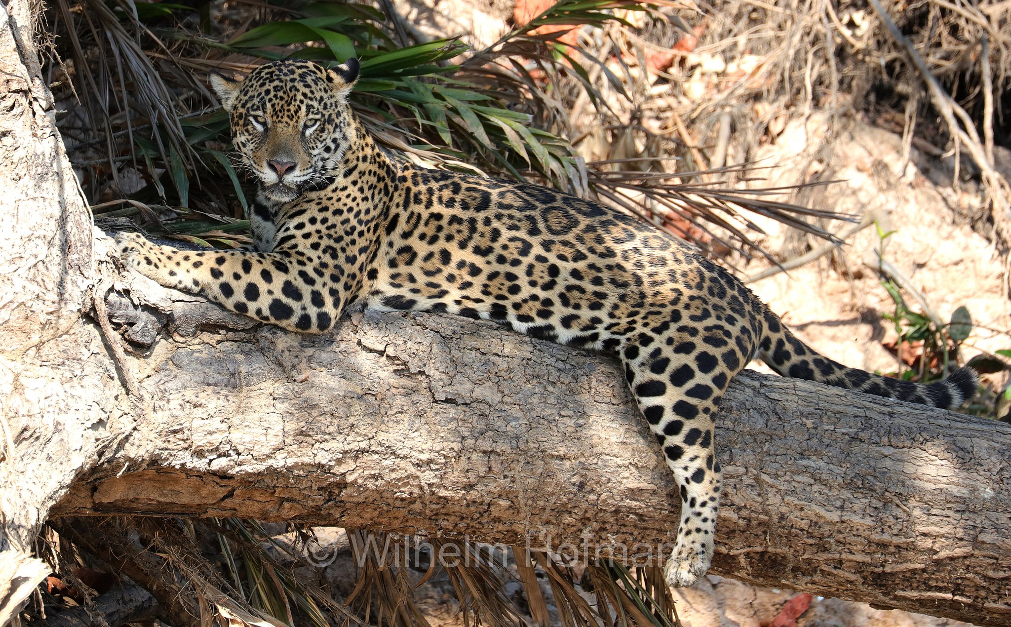 Jaguar, ﻿giaguaro, Panthera onca, Parque Estadual Encontro das Águas, Pantanal, Mato Grosso, Brazil, Brasil, Brasile, Brasilien