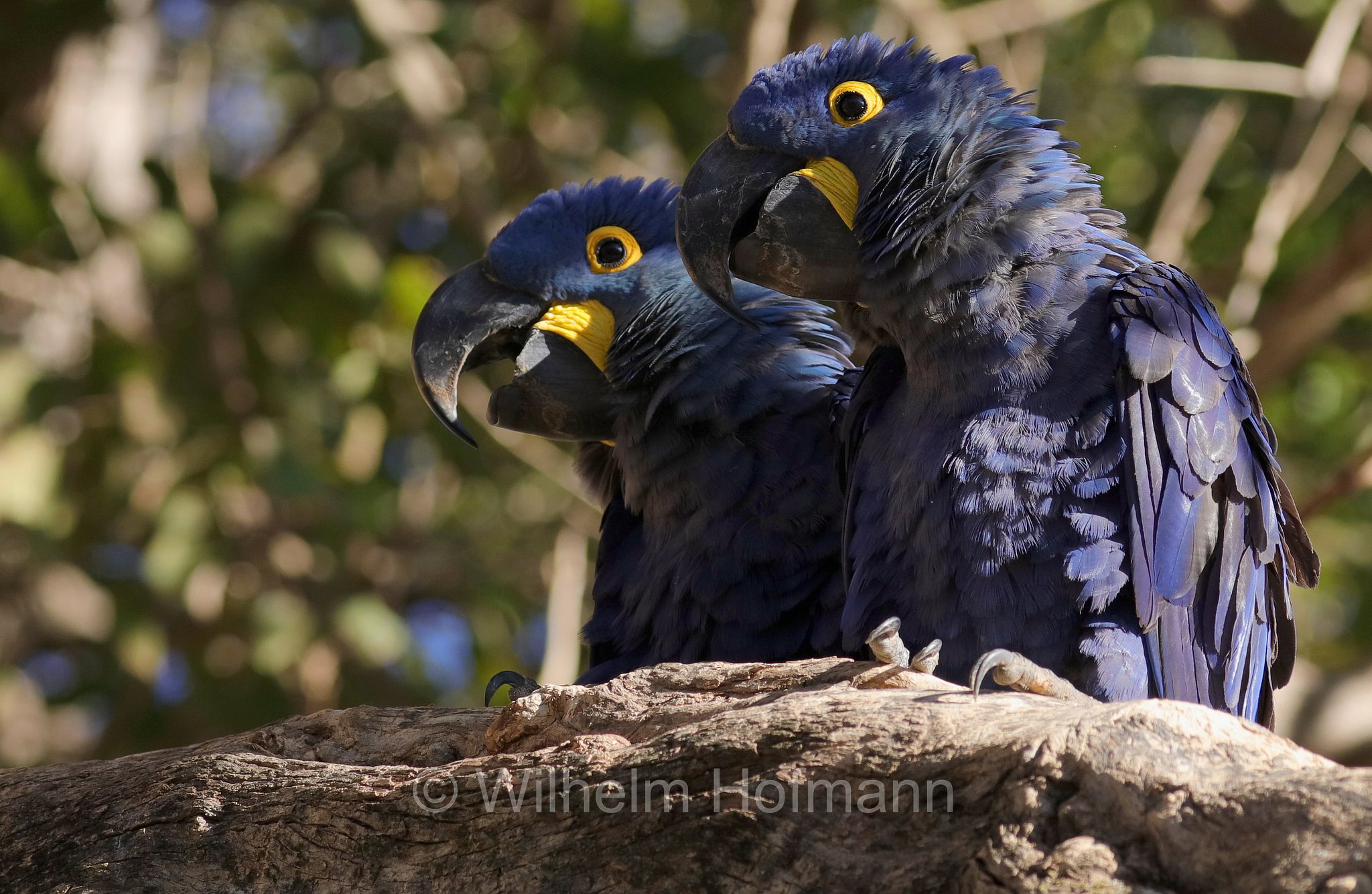 hyacinth macaw, hyacinthine macaw, Hyazinthara, ara giacinto, Anodorhynchus hyacinthinus, Pantanal, Mato Grosso, Brazil, Brasil, Brasile, Brasilien