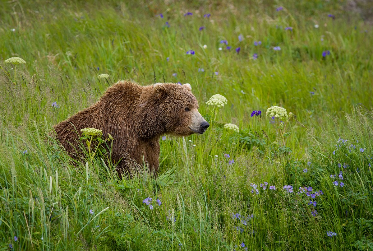 Wild Bear, Wild Flowers