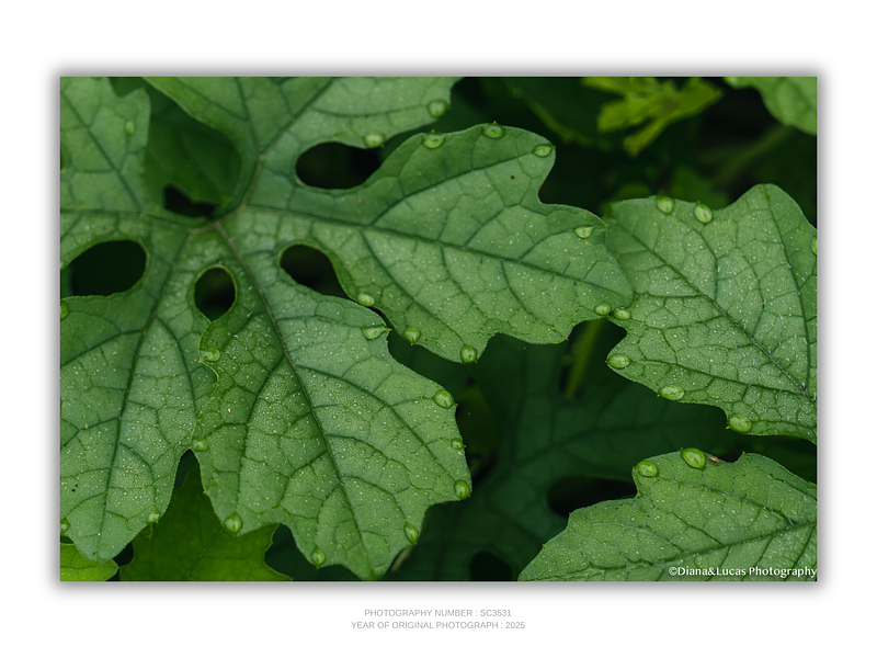 THE ONE - WILDLIFE & NATURE - "Green Shape" - LIMITED EDITION 5 of 5