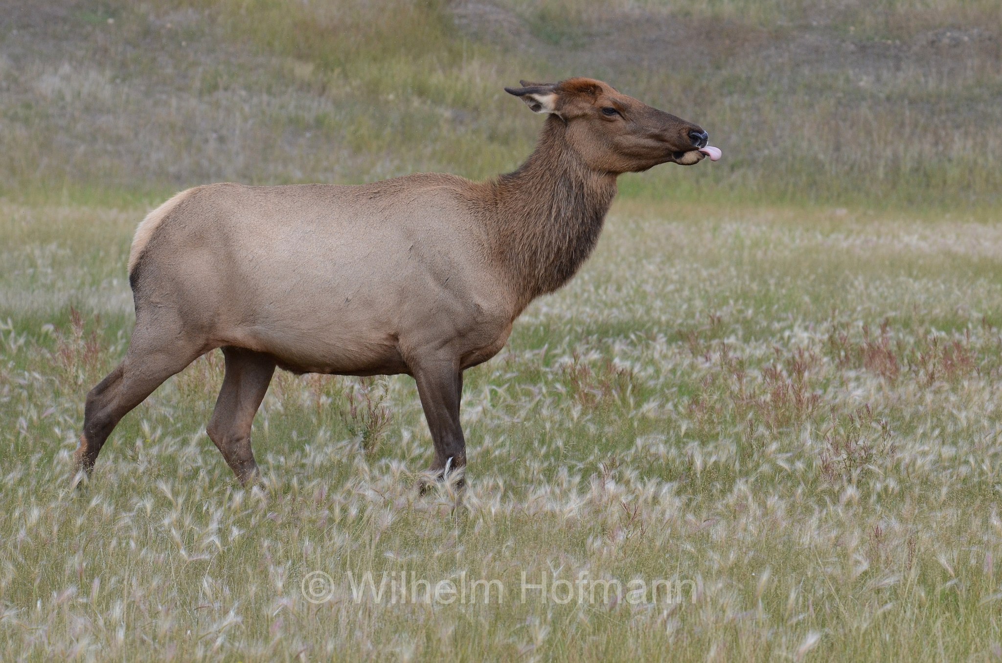 Cervus canadensis, wapiti, Wapiti, Wapiti-Hirsch, vapiti, Jasper National Park, Jasper-Nationalpark, Parco nazionale Jasper, Alberta, Canada, Kanada