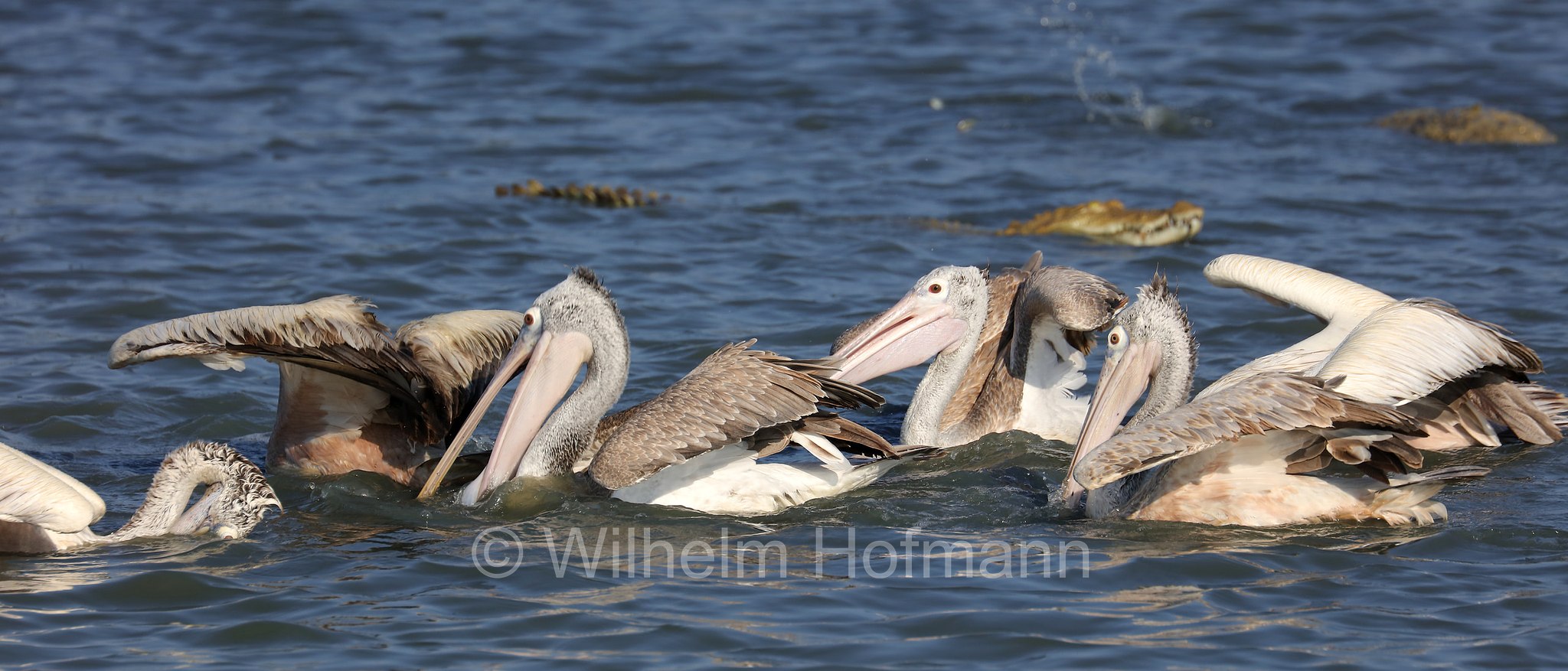 spot-billed pelican, gray pelican, Graupelikan, Philippinenpelikan, Fleckschnabelpelikan, pellicano delle Filippine, Pelecanus philippensis, Sri Lanka, Bundala National Park, Bundala Nationalpark, Parco nazionale Bundala