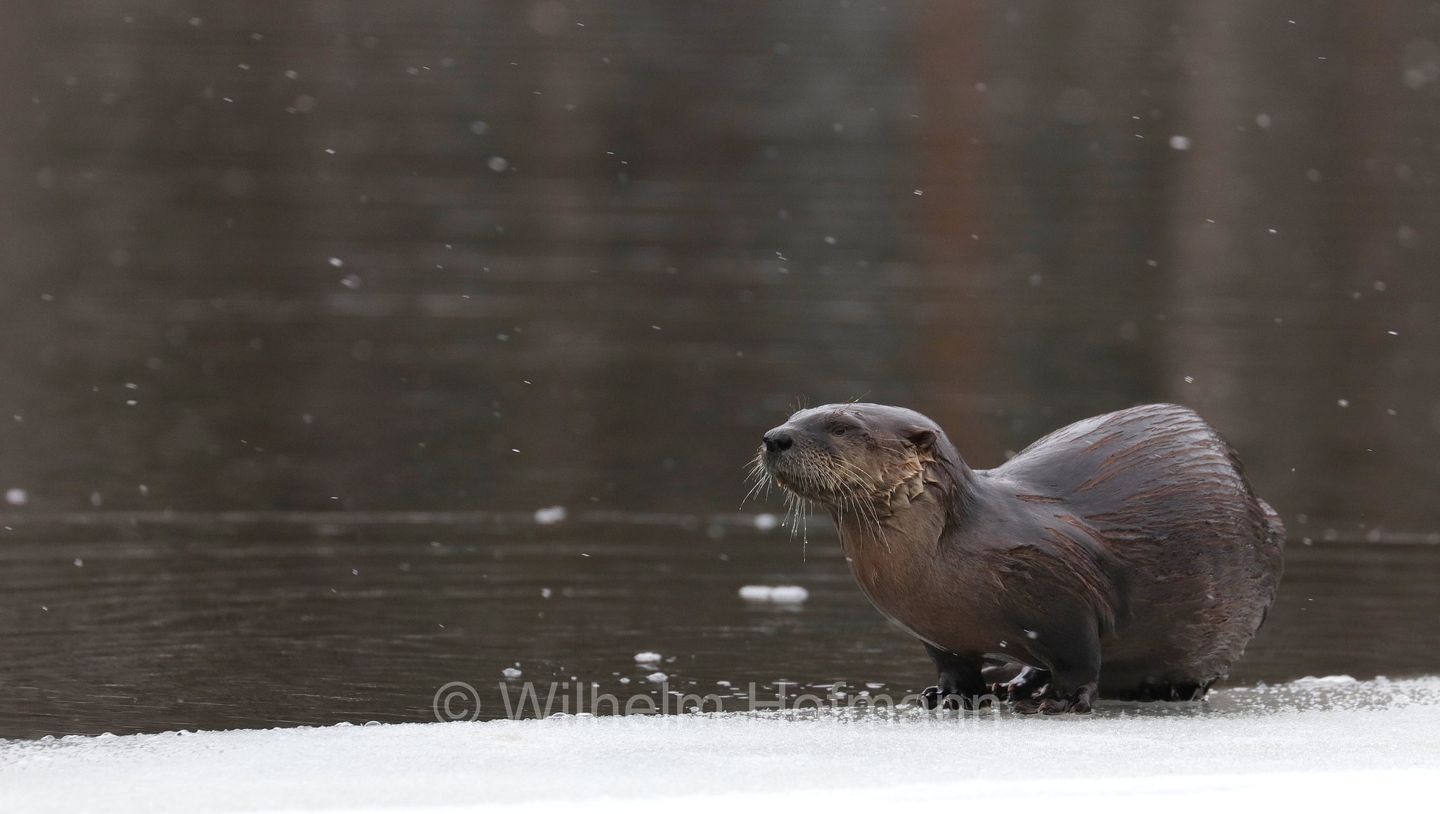 Lontra canadensis, North American river otter, northern river otter, river otter, Nordamerikanische Fischotter, lontra canadese, Tanamakoon Lake, Algonquin Provincial Park, Parco provinciale di Algonquin, Ontario, Canada, Kanada