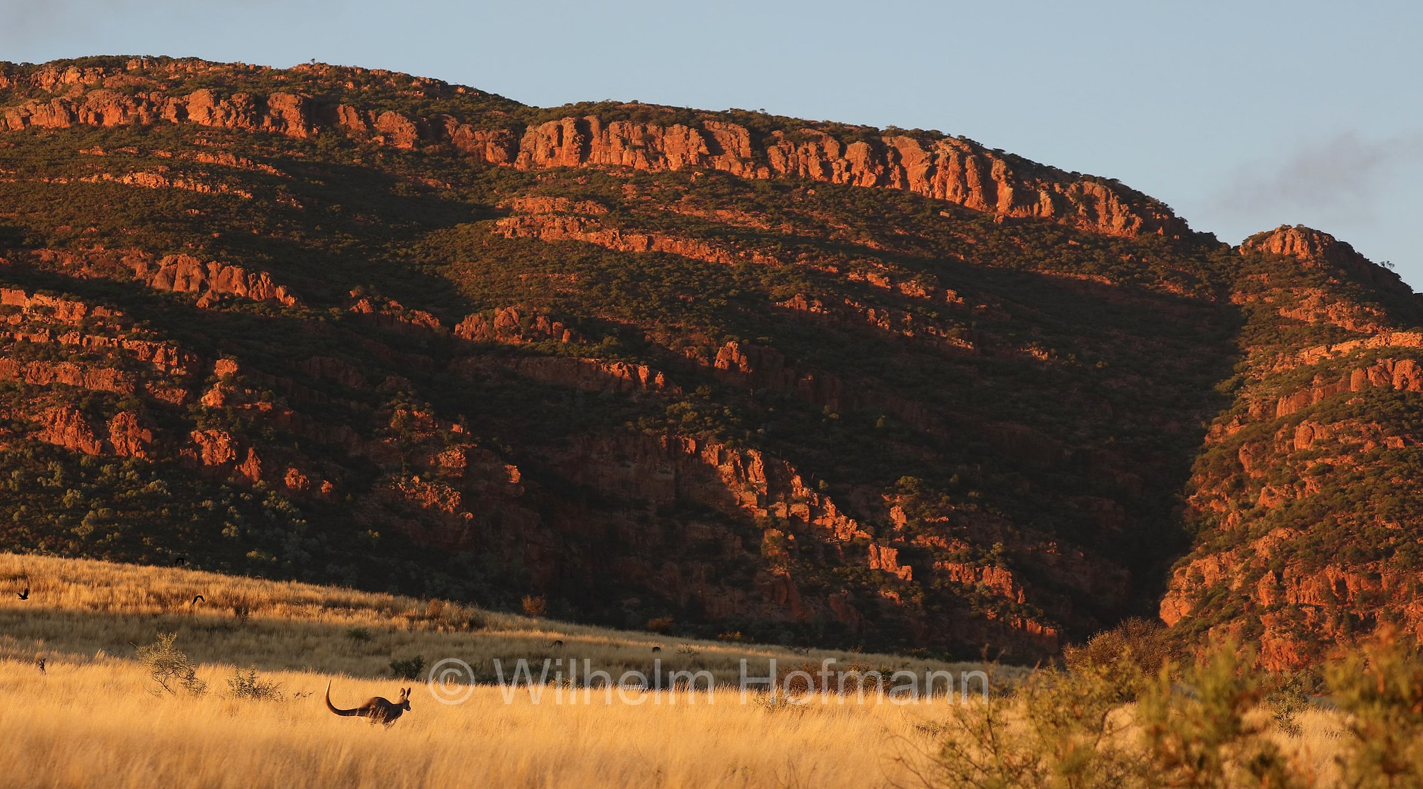 red kangaroo, Rotes Riesenkänguru, canguro rosso, Osphranter rufus, Wilpena Pound, Ikara–Flinders Ranges National Park, Ikara-Flinderskette-Nationalpark, parco nazionale Monti Flinders, South Australia, Südaustralien, Australia Meridionale, Australia, Australien
