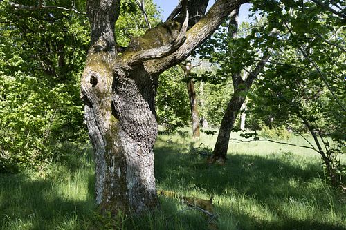 Im Nationalpark Jomfruland
