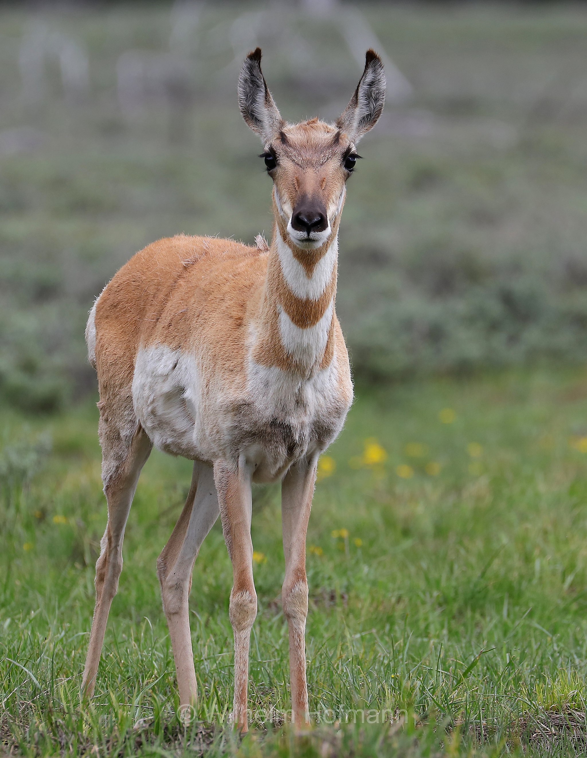 Antilocapra americana, pronghorn, American antelope, prong buck, pronghorn antelope, prairie antelope, Gabelbock, Gabelhornantilope, Gabelantilope, Gabelhorntier, Pronghorn, antilocapra, Lupine Meadows, Grand Teton National Park, Grand-Teton-Nationalpark, parco nazionale del Grand Teton, Wyoming, USA