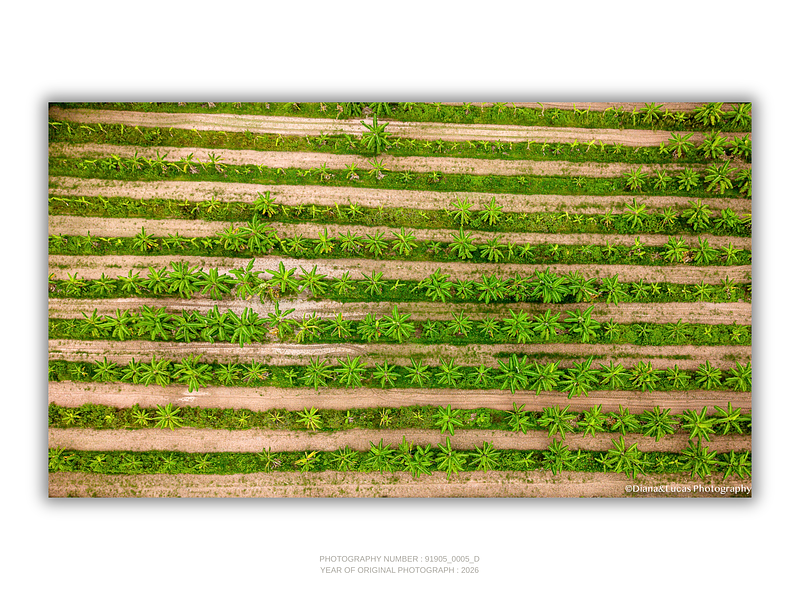 THE ONE - AERIAL PRINTS - "Grown More" - LIMITED EDITION 5 of 5