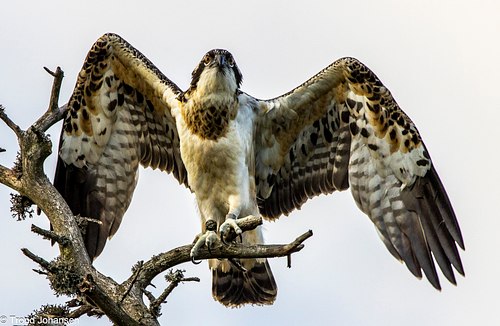 Osprey / Fiske&oslash;rn Videos