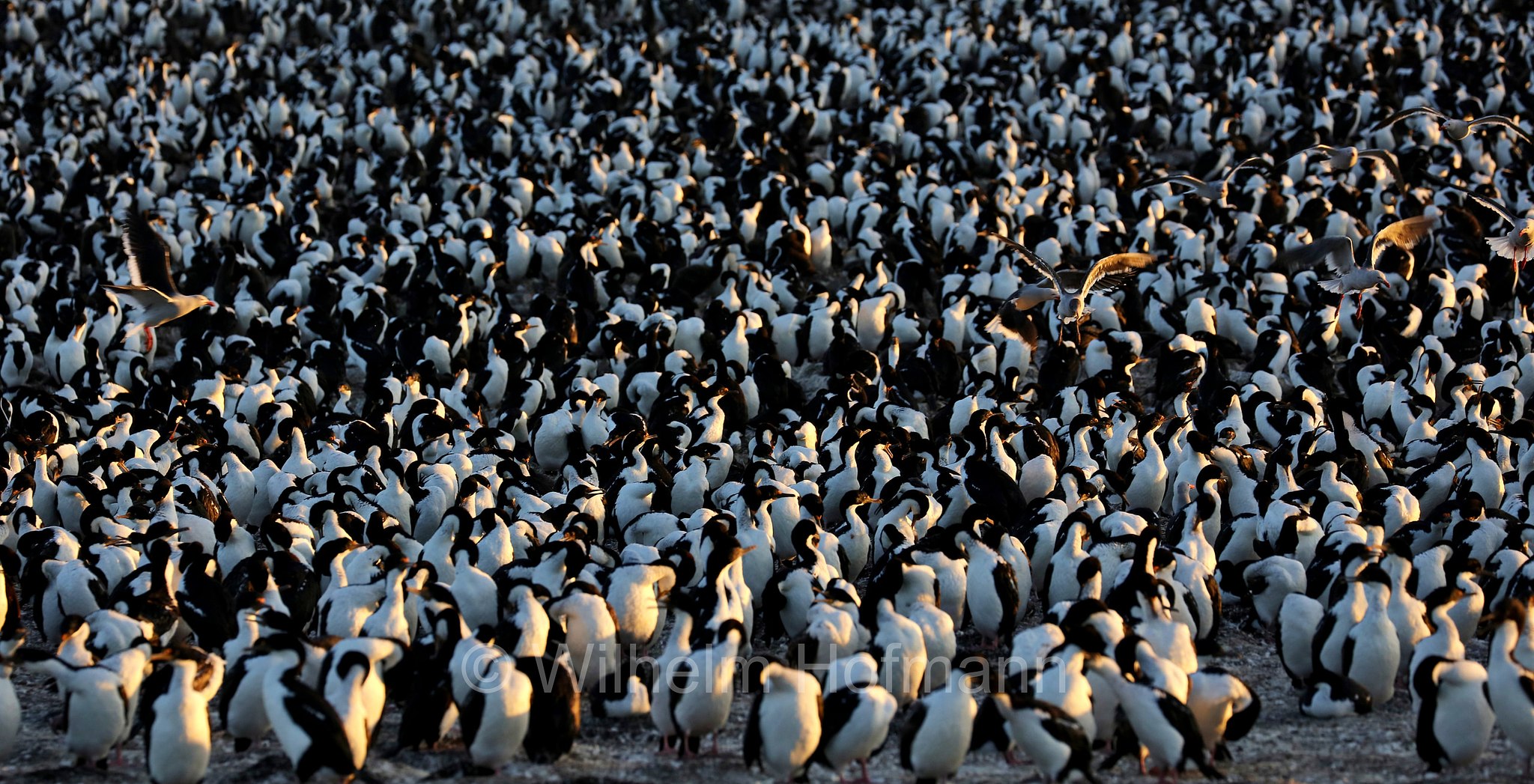 imperial shag, imperial cormorant, blue-eyed shag, blue-eyed cormorant, Blauaugenscharbe, Antarktischer Kormoran, cormorano imperiale, Leucocarbo atriceps, Bleaker Island, Isla María, Falkland Islands, Falklandinseln, Isole Falkland