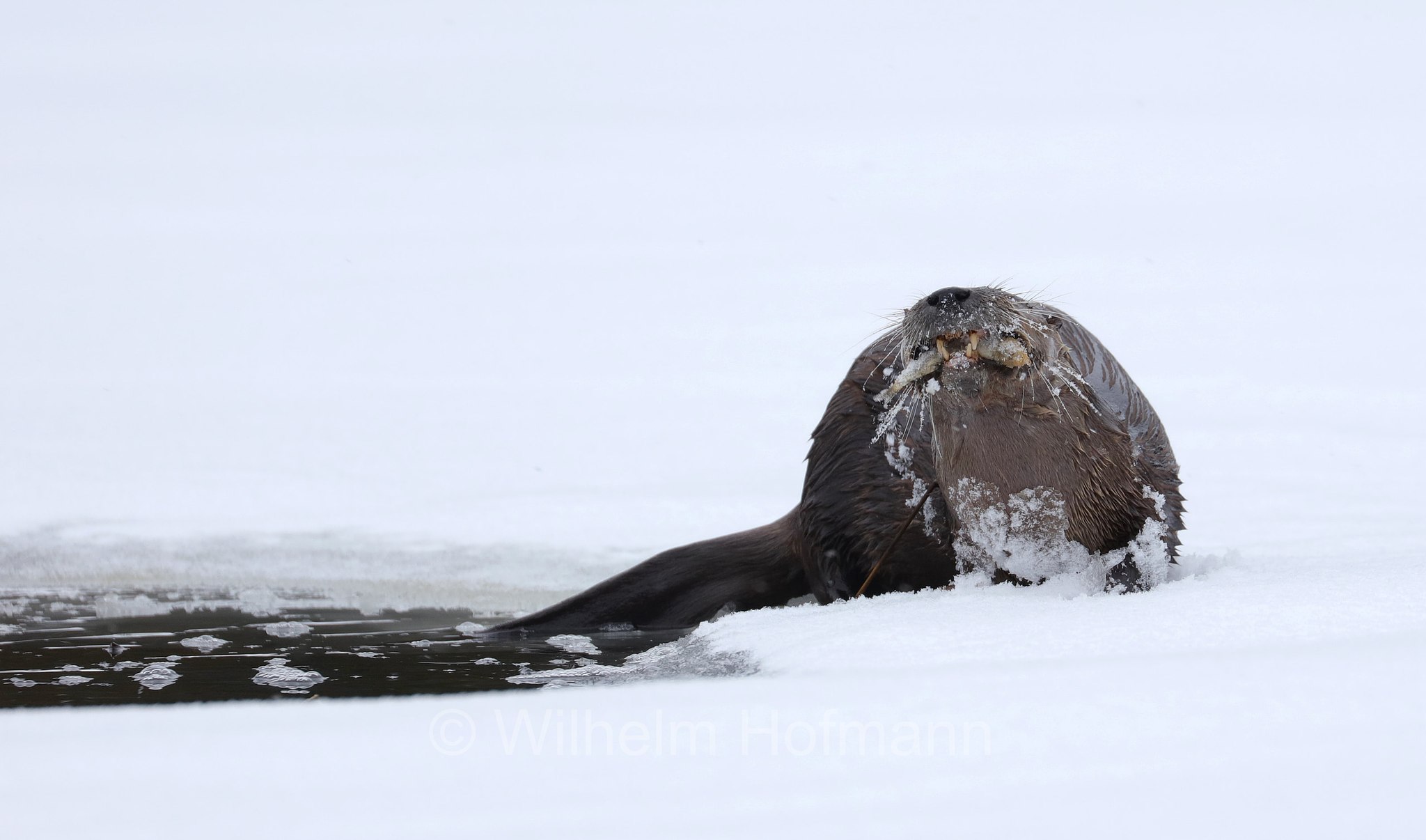 Lontra canadensis, North American river otter, northern river otter, river otter, Nordamerikanische Fischotter, lontra canadese, Tanamakoon Lake, Algonquin Provincial Park, Parco provinciale di Algonquin, Ontario, Canada, Kanada