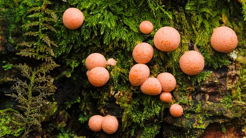 Blutmilchpilz