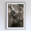 THE ONE - WILDLIFE & NATURE - "This Close" - LIMITED EDITION 3 of 5