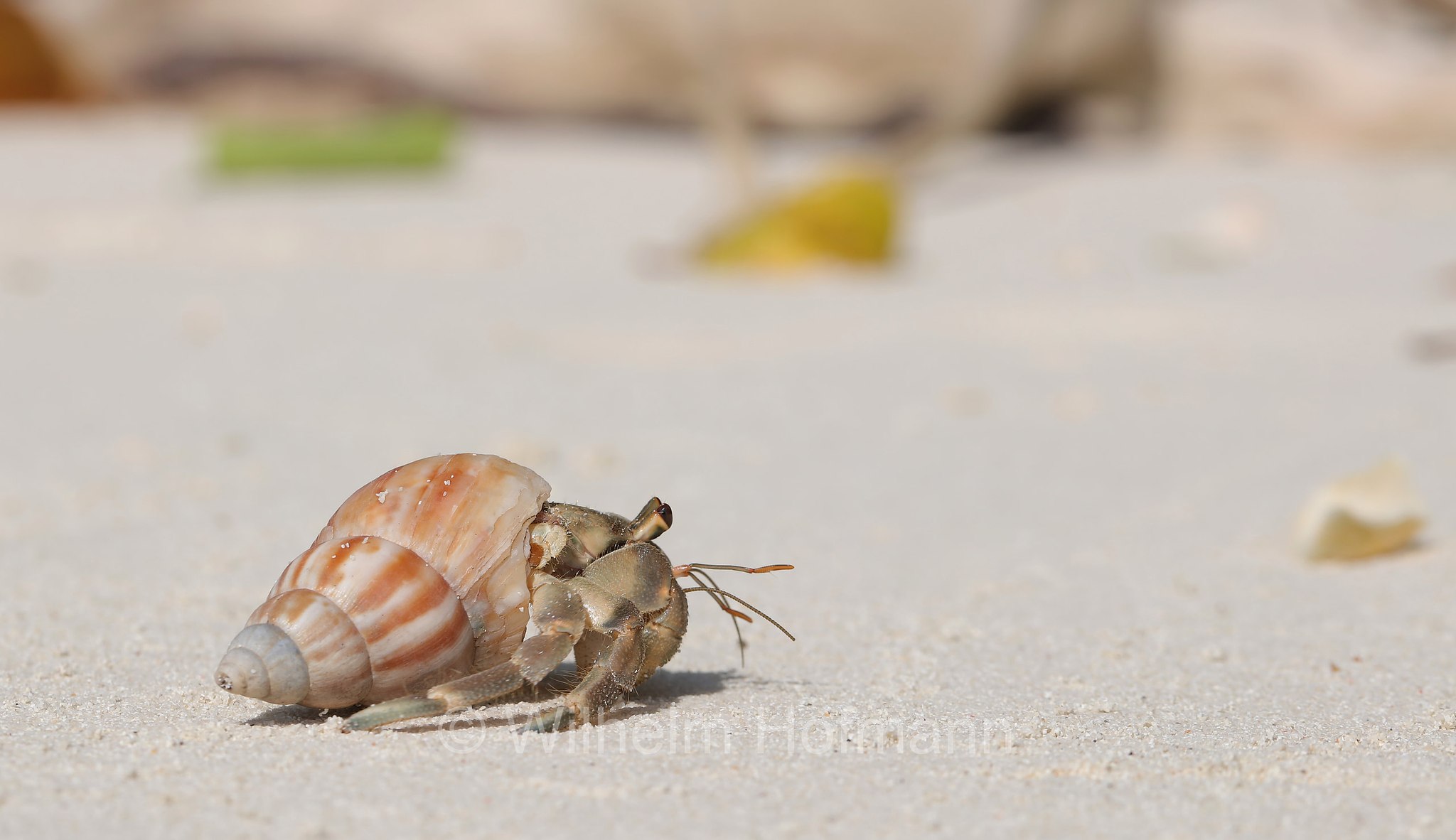 strawberry hermit crab, Coenobita perlatus, Erdbeer-Landeinsiedlerkrebs, Malediven, Maldives, Maledive, fihalhohi island resort
