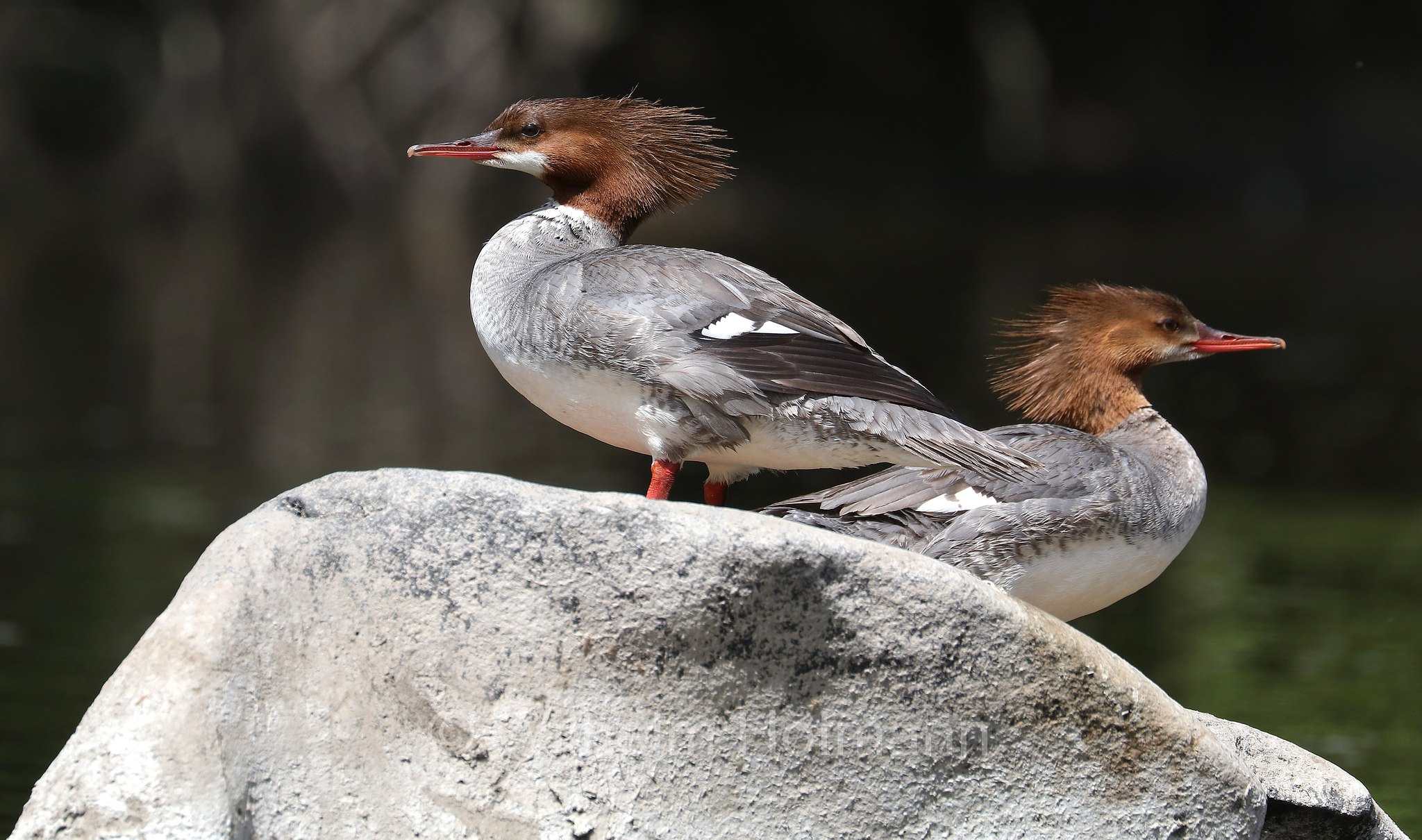 Mergus merganser americanus, common merganser, goosander, Gänsesäger, smergo maggiore americano, Crooked River, Smith Rock State Park, Oregon, USA
