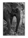 COLLECTION - GIANTS OF THE LAND VERTICAL - "What Skin Remembers" - LIMITED EDITION 5 of 5