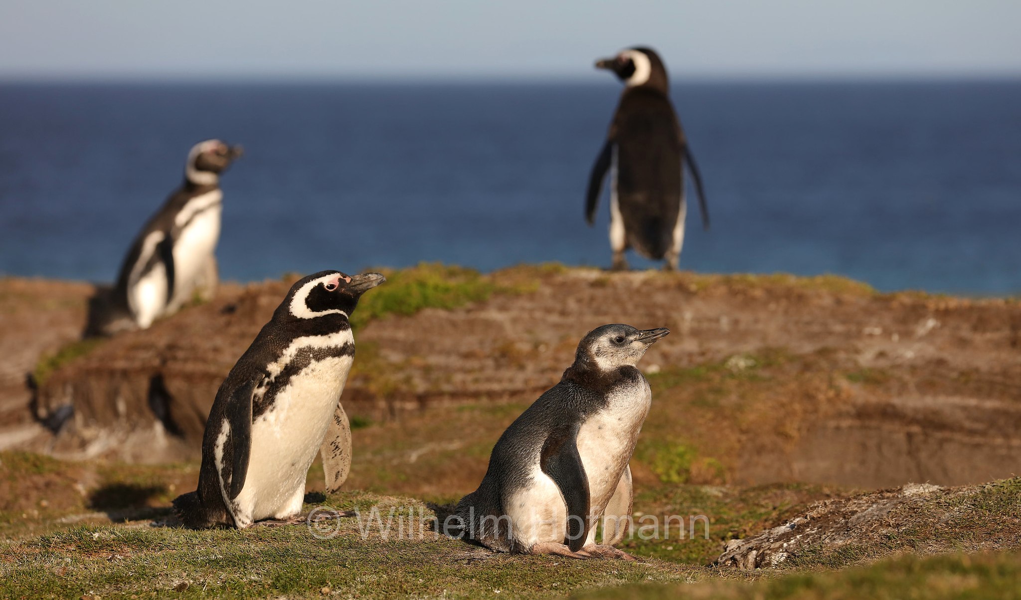 Magellanic penguin, Magellanpinguin, Pinguino di Magellano, Spheniscus magellanicus, Bleaker Island, Isla María, Falkland Islands, Falklandinseln, Isole Falkland