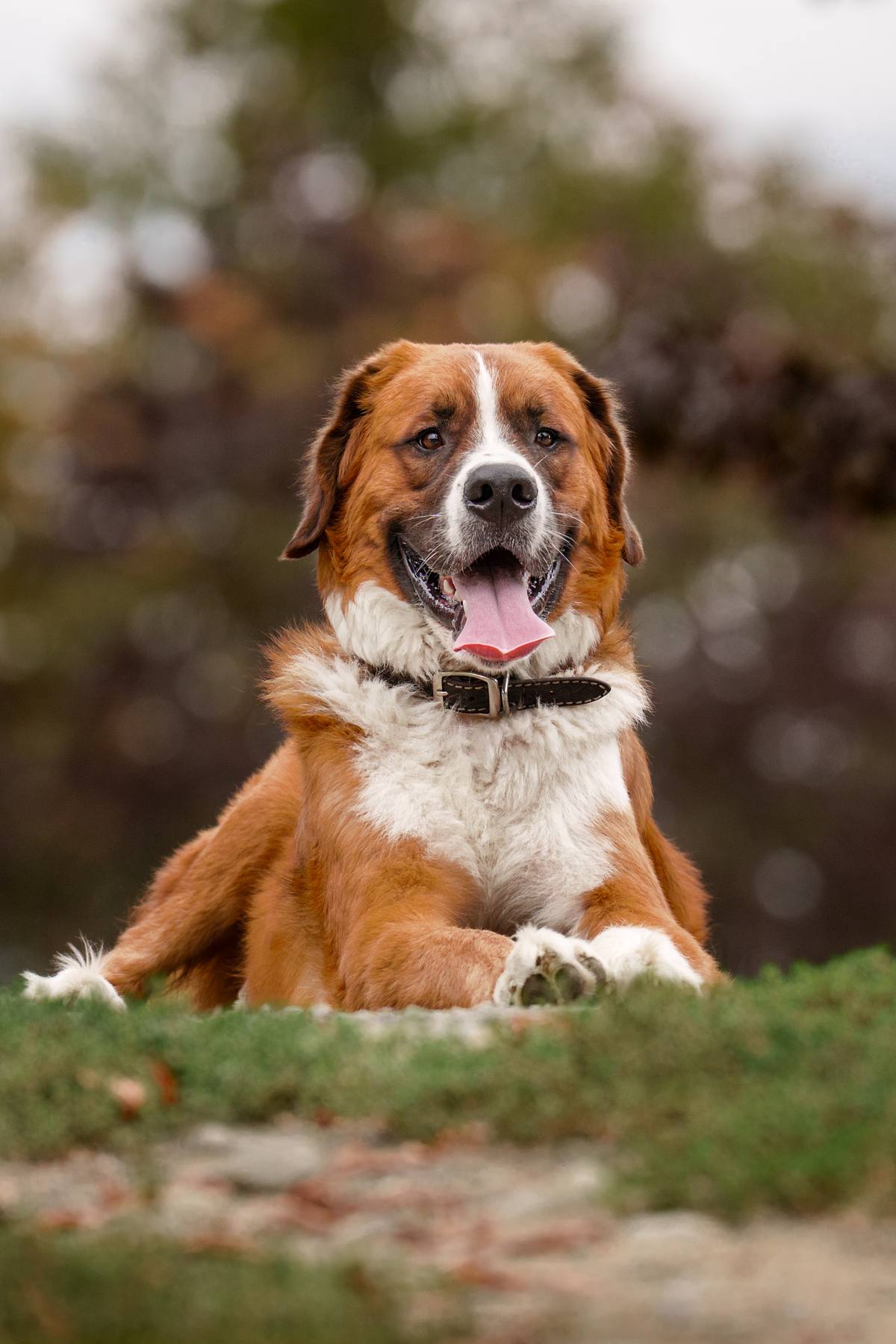 Dog at the park.
