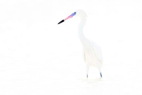 Egretta rufescens - Reddish egret