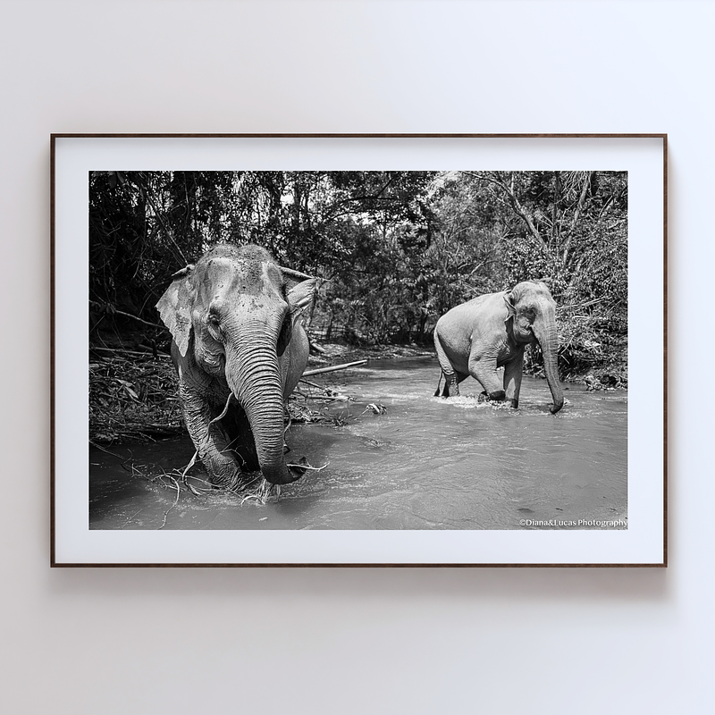 COLLECTION - GIANTS OF THE LAND HORIZONTAL - "River Play" - LIMITED EDITION 10 of 10