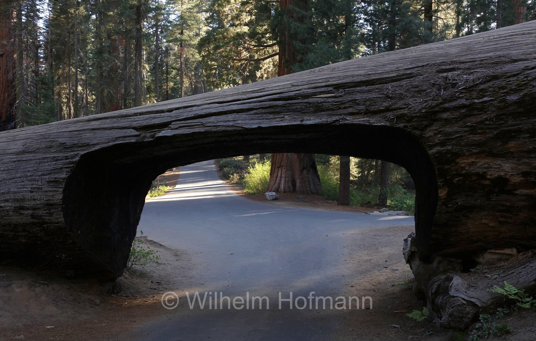 Tunnel Log, Sequoia National Park, Sequoia-Nationalpark, Parco nazionale di Sequoia, California, Kalifornien, USA