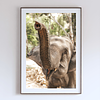 THE ONE - WILDLIFE & NATURE - "Look at Me" - LIMITED EDITION 5 of 5