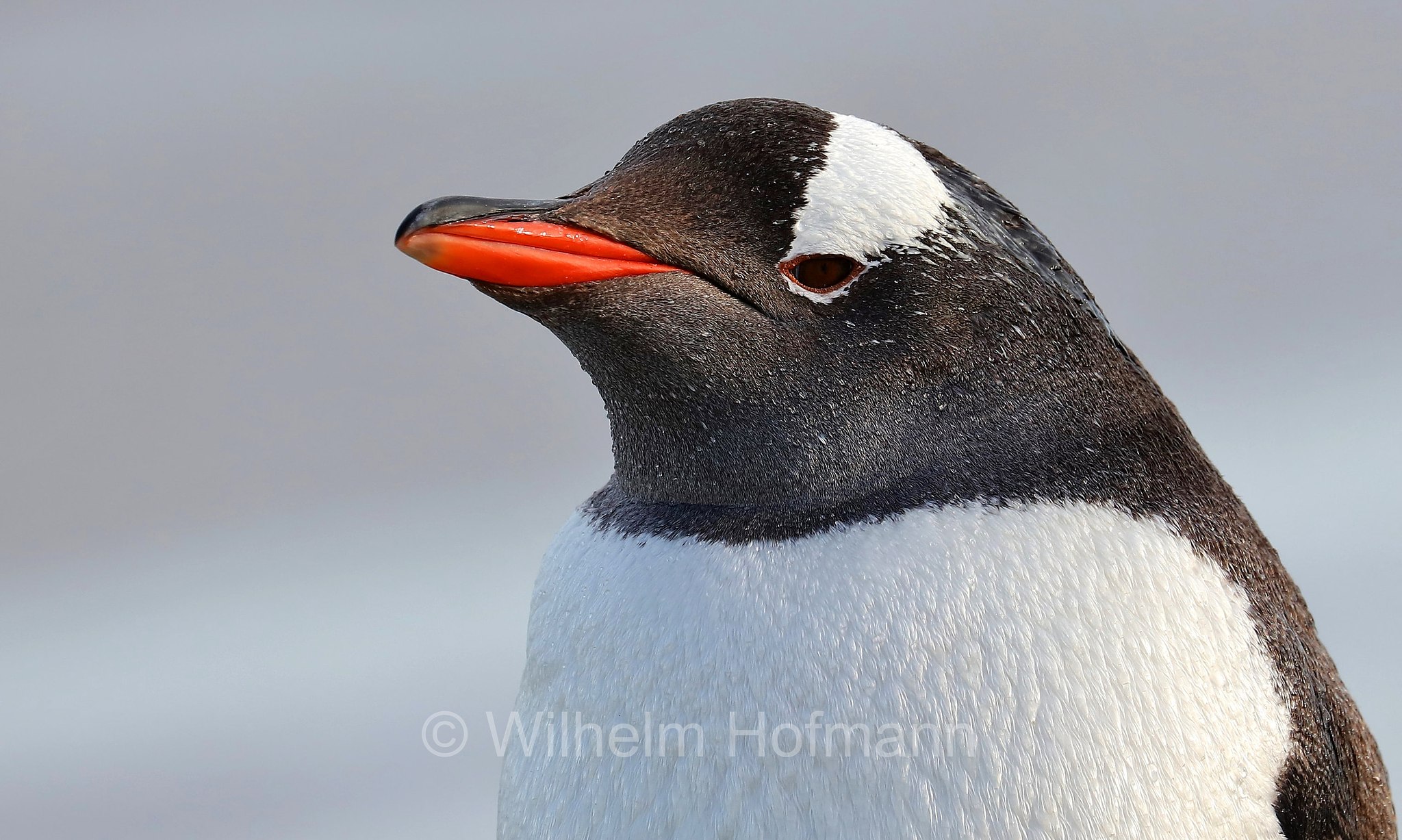 gentoo penguin, Eselspinguin, Rotschnabelpinguin, pigoscelide comune, pinguino Papua, Pygoscelis papua, Bleaker Island, Isla María, Falkland Islands, Falklandinseln, Isole Falkland