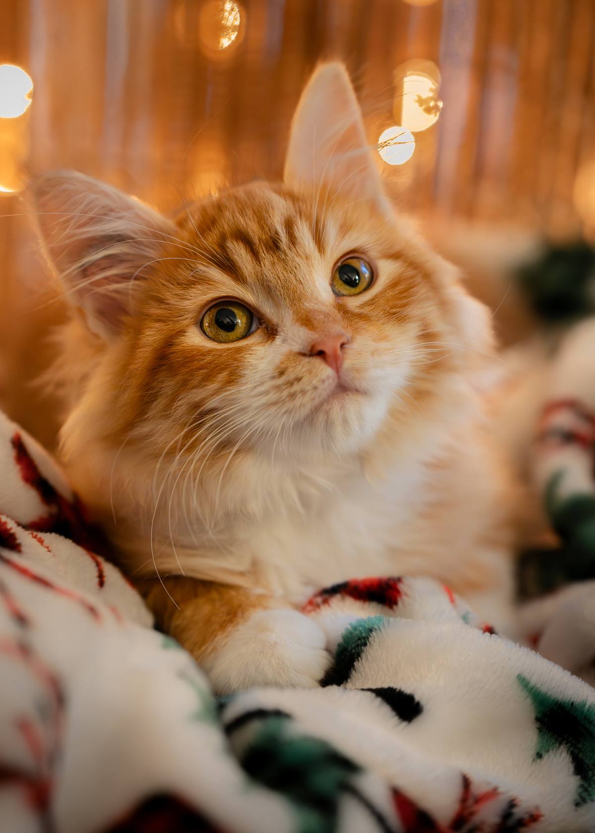 Orange cat at Christmas