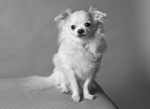 FLUFFY DORMER