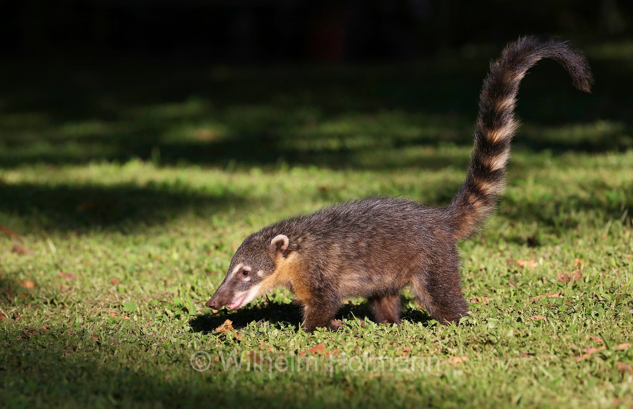 South American coati, ring-tailed coati, brown-nosed coati, Südamerikanischer Nasenbär, coati rosso, nasua rosso, Nasua nasua, Iguazú National Park, Nationalpark Iguazú, Parco nazionale dell'Iguazú, Misiones, Argentina, Argentinien