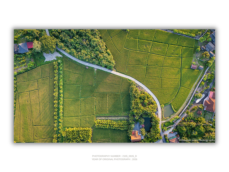 COLLECTION - FROM ABOVE HORIZONTAL - "The Rice Grid" - LIMITED EDITION 10 of 10