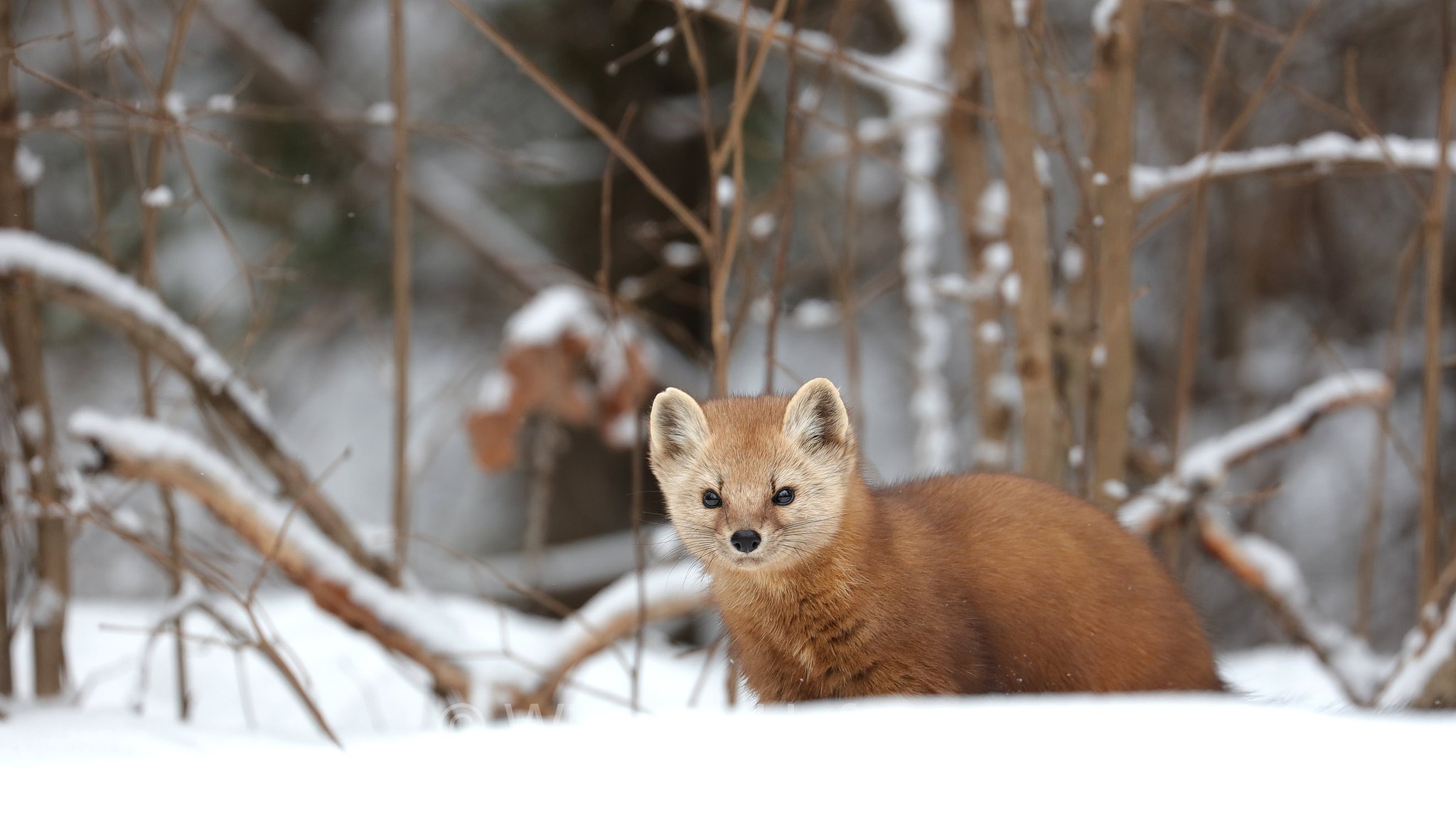 Martes americana, American marten, American pine marten, pine marten, Fichtenmarder, martora americana, Costello Creek, Algonquin Provincial Park, Parco provinciale di Algonquin, Ontario, Canada, Kanada