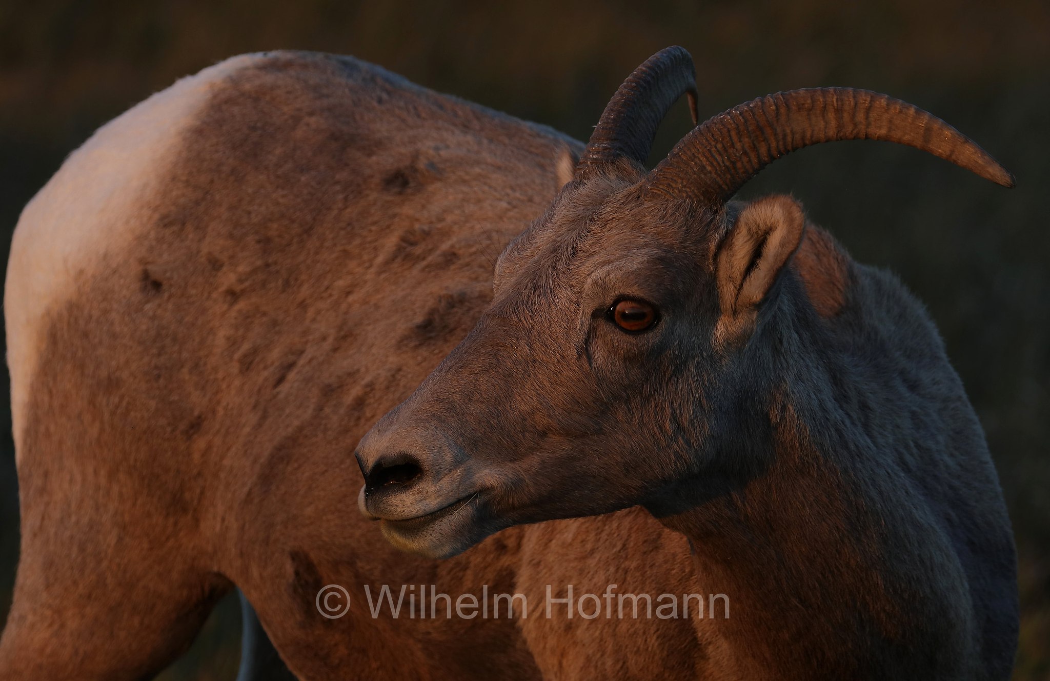 Ovis canadensis canadensis, Rocky Mountain bighorn sheep, Rocky-Mountains-Dickhornschaf, bighorn delle Montagne Rocciose, Sage Creek Basin Overlook, Badlands National Park, Badlands-Nationalpark, parco nazionale delle Badlands, South Dakota, Dakota del Sud, USA
