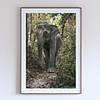 COLLECTION - GIANTS OF THE LAND VERTICAL - "One Step" - LIMITED EDITION 10 of 10