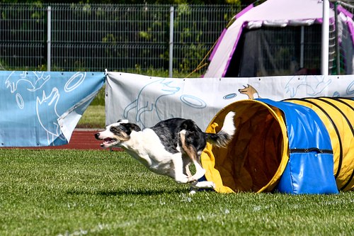 koerte frisbi voistlus 2026