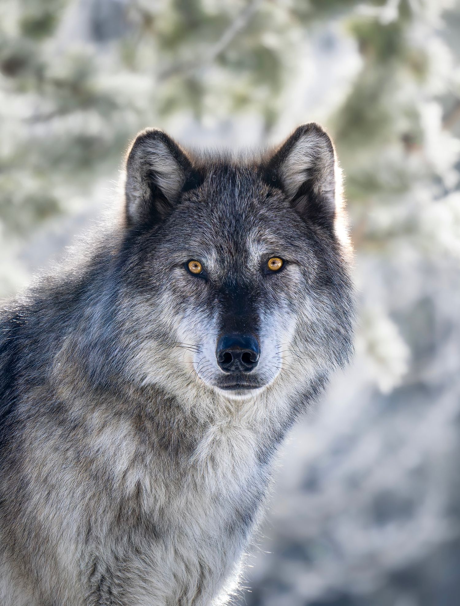 Wolves | Candace Dyar Photography