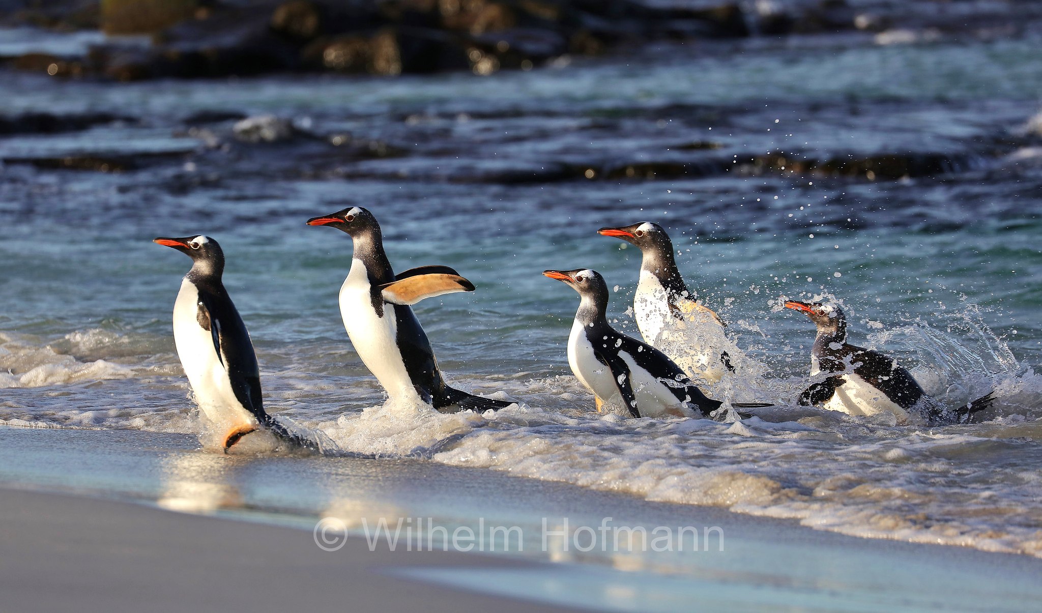 gentoo penguin, Eselspinguin, Rotschnabelpinguin, pigoscelide comune, pinguino Papua, Pygoscelis papua, Bleaker Island, Isla María, Falkland Islands, Falklandinseln, Isole Falkland