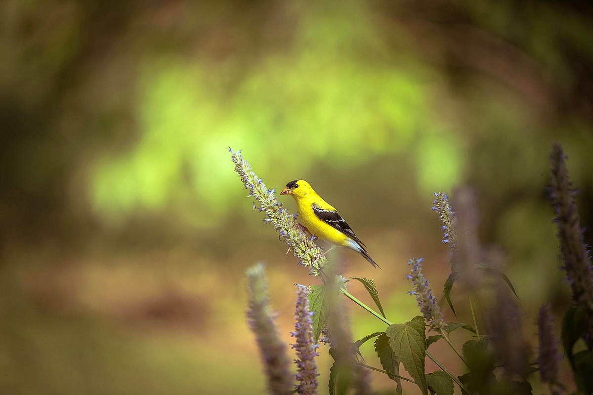 American Goldfinch