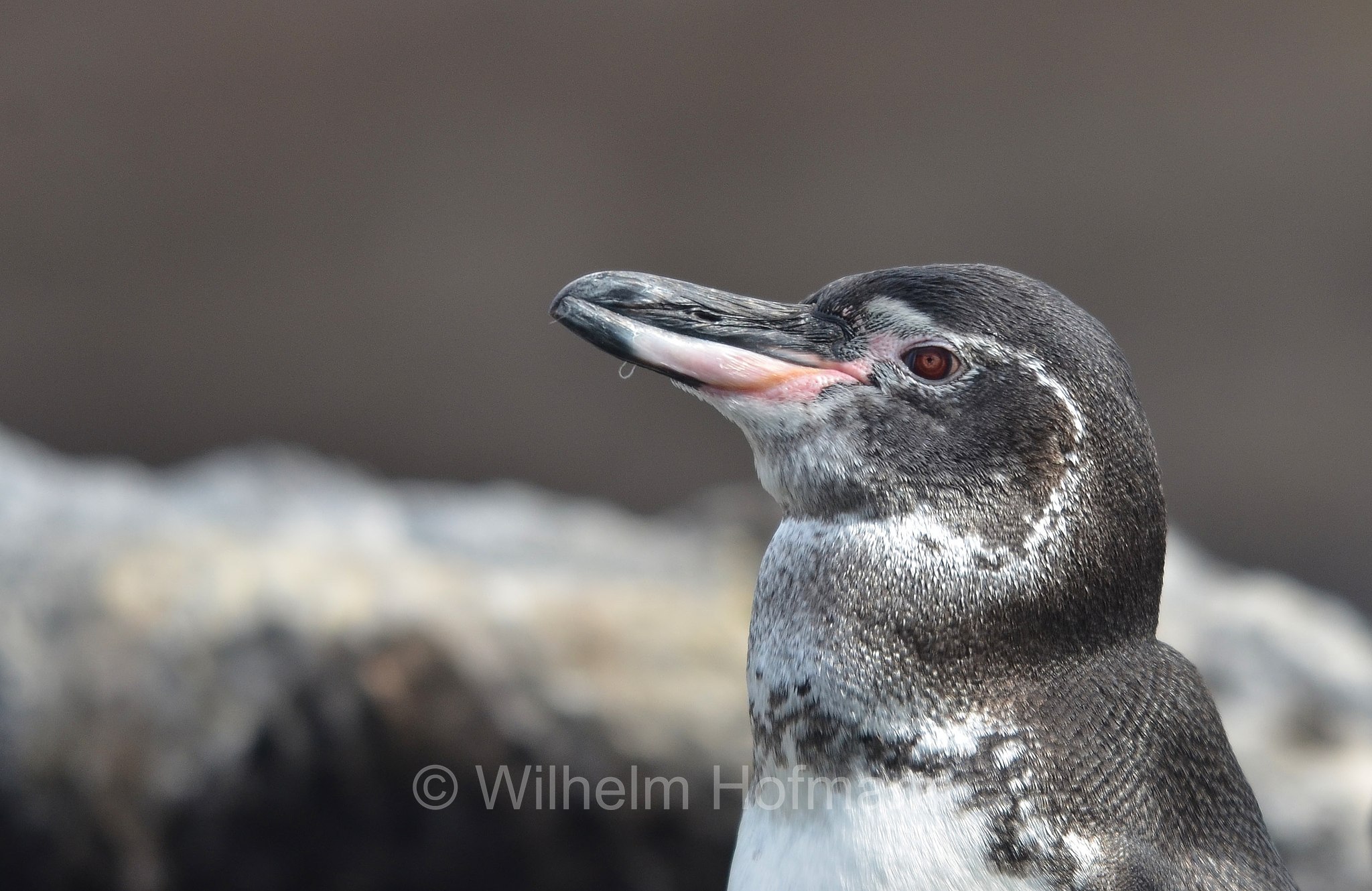 Galápagos penguin, Galápagos-Pinguin, Pinguino delle Galapagos, Spheniscus mendiculus, Santiago Island, Santiago, San Salvador, James Island, Sullivan Bay, Galápagos, Galapagosinseln, Galápagos Islands, Ecuador