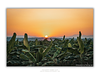 COLLECTION - GIANTS OF THE LAND HORIZONTAL - "The Last Minute" - LIMITED EDITION 10 of 10