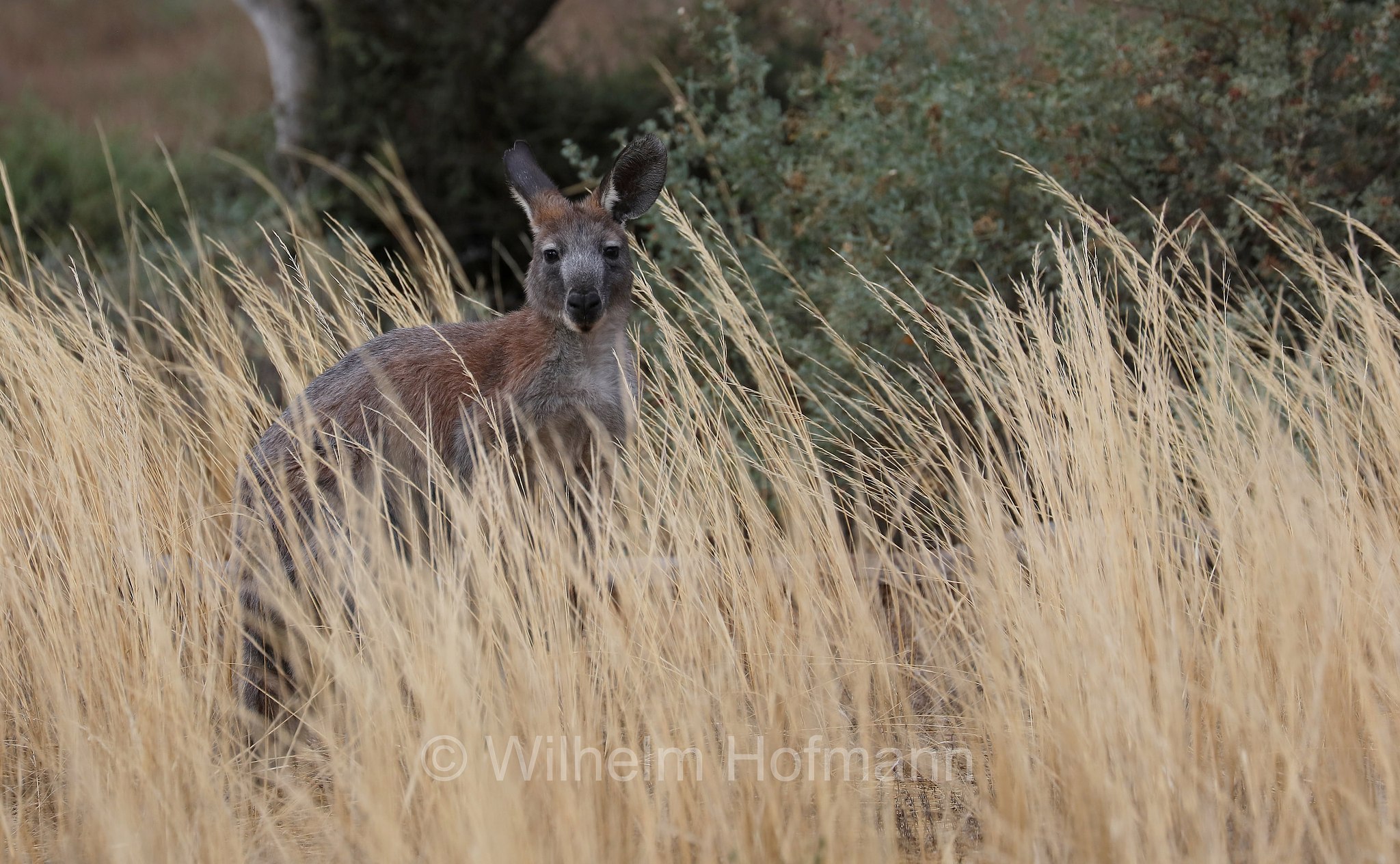 common wallaroo, euro, hill wallaroo, wallaroo, Bergkänguru, Wallaroo, canguro delle rocce, wallaroo robusto, Yandinga Water, Gawler Ranges National Park, Gawler-Ranges-Nationalpark, parco nazionale Gawler Ranges, South Australia, Südaustralien, Australia Meridionale, Australia, Australien