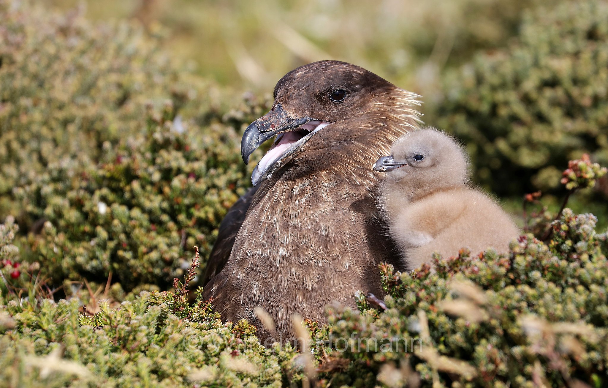 brown skua, Antarctic skua, Subantarctic skua, southern great skua, southern skua, hākoakoa, Subantarktikskua, Brauner Skua, Braunskua, stercorario antartico, Bleaker Island, Isla María, Falkland Islands, Falklandinseln, Isole Falkland