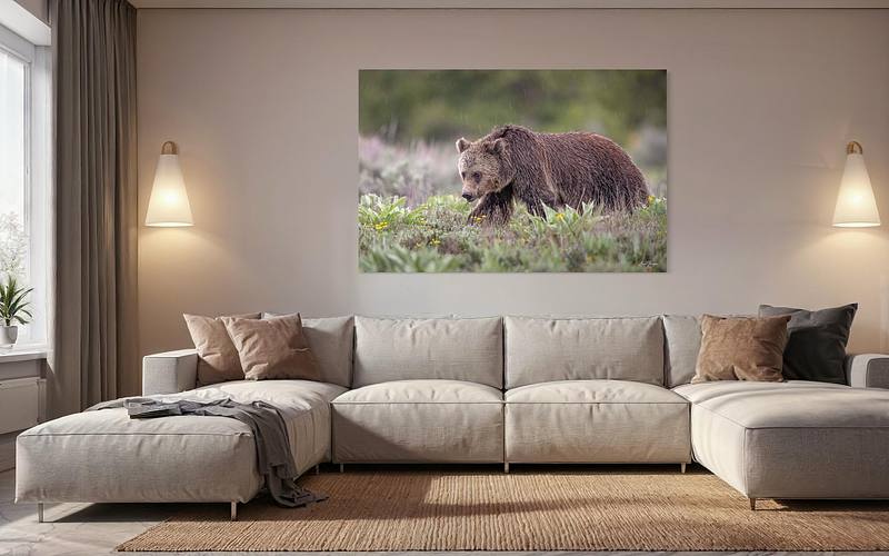 Singing in the Rain (Grizzly Bear)