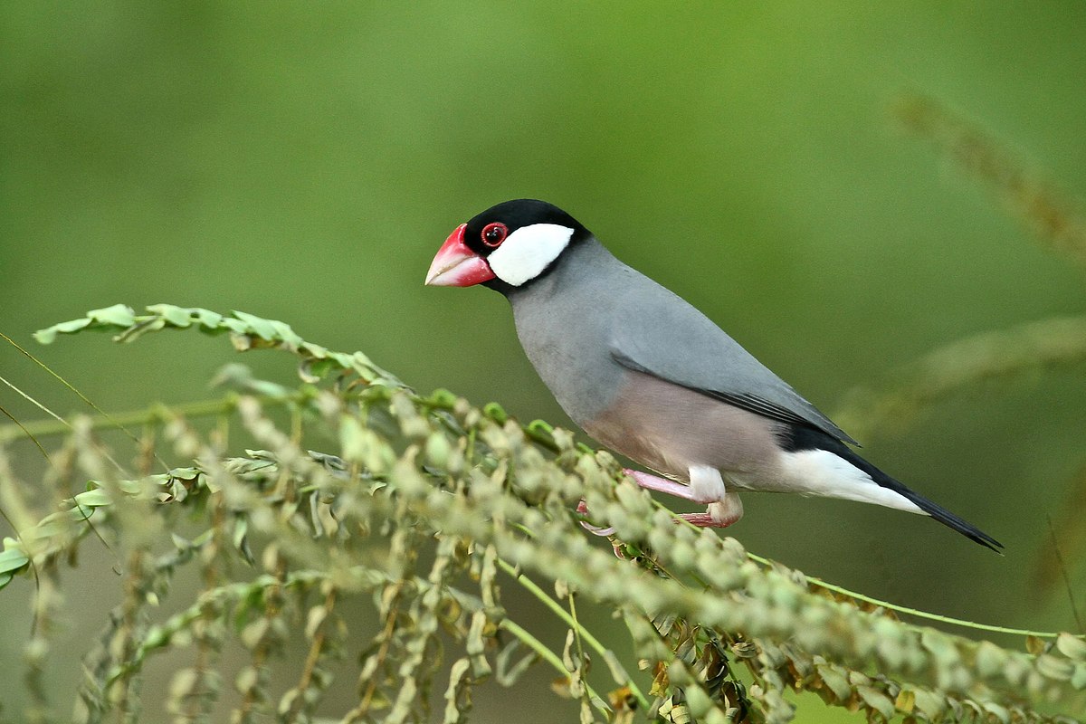 Java Sparrow