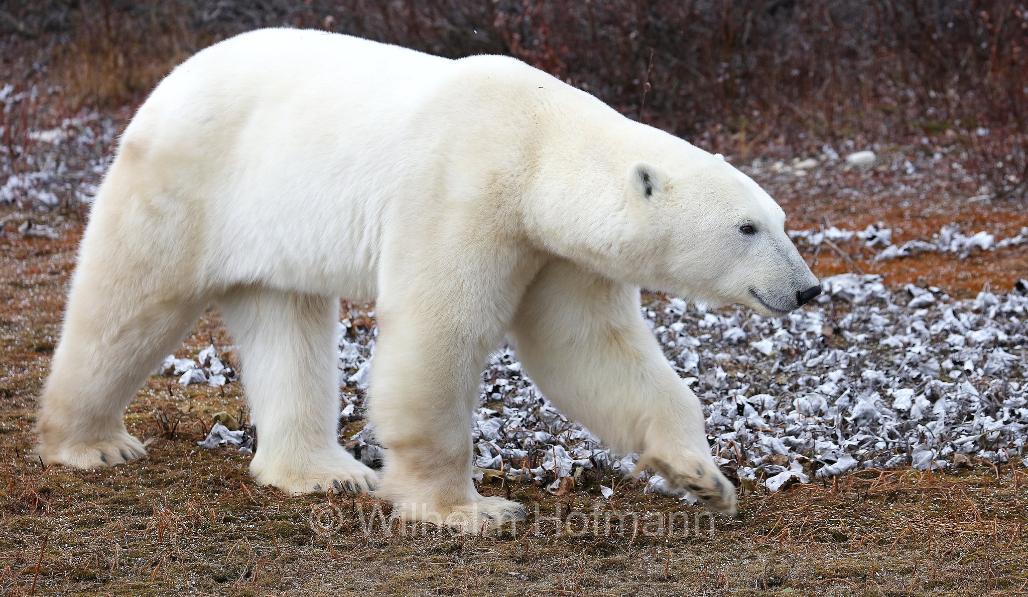 Ursus maritimus, polar bear, Eisbär, Polarbär, orso polare, orso bianco, Polar Bear Reserve, Churchill, Manitoba, Canada, Kanada