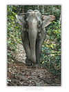 THE ONE - WILDLIFE & NATURE - "Ears Out" - LIMITED EDITION 5 of 5