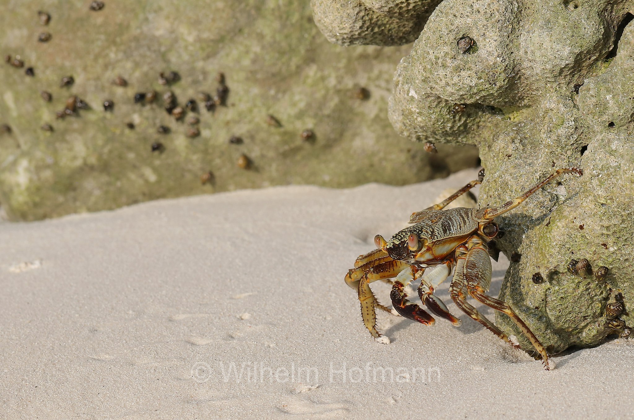 thin-shelled rock crab, Natal lightfoot crab, natal sally-light-foot crab, Brandungs-Felsenkrabbe, granchio delle rocce del Natal, granchio di scogliera sottile, Grapsus tenuicrustatus, Malediven, Maldives, Maledive, Fihalhohi Island Resort