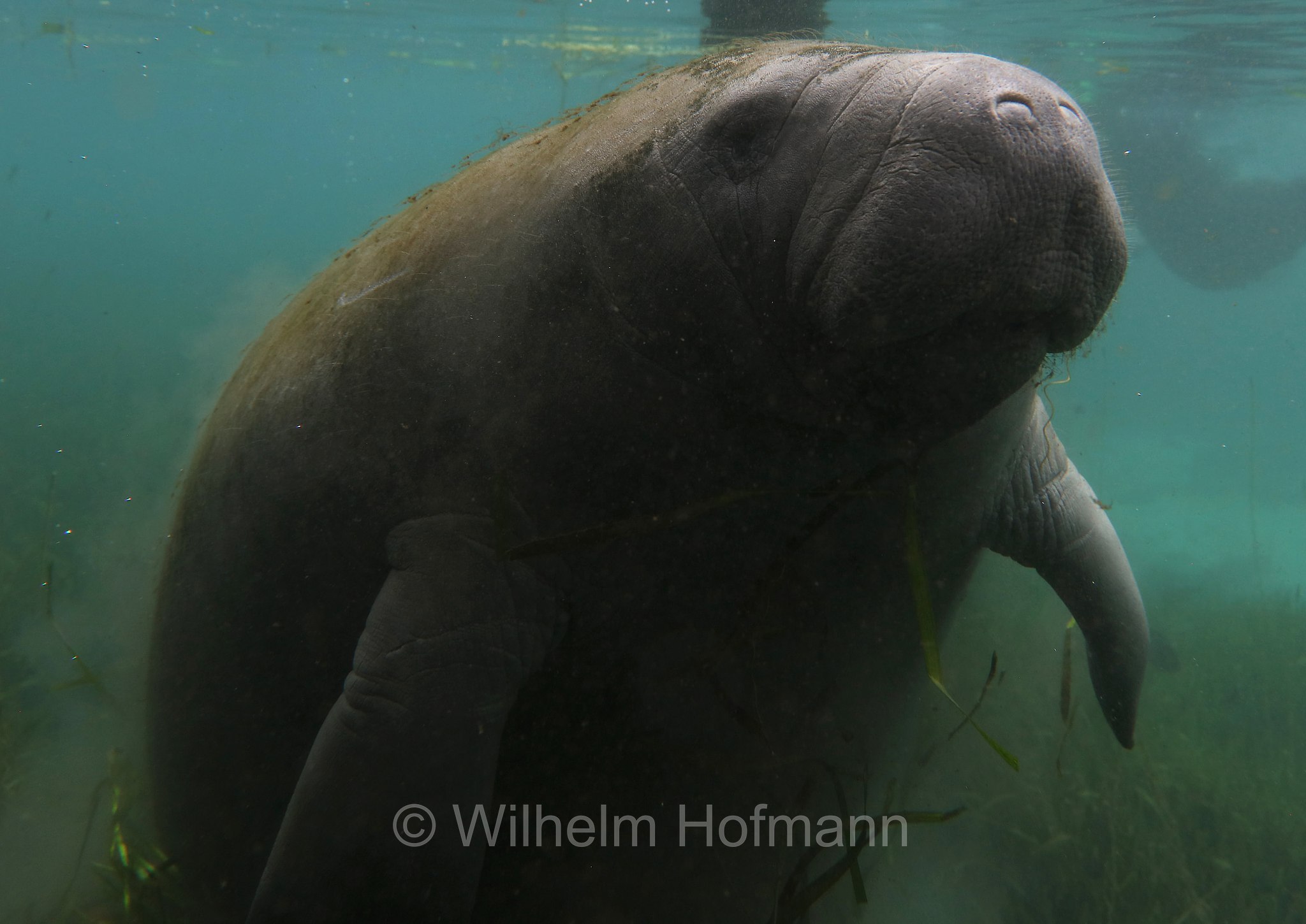 Trichechus manatus latirostris, Florida manatee, Florida-Seekuh, Florida-Manati, lamantino della Florida, manato della Florida, Crystal River, Kings Bay Park, Florida, USA
