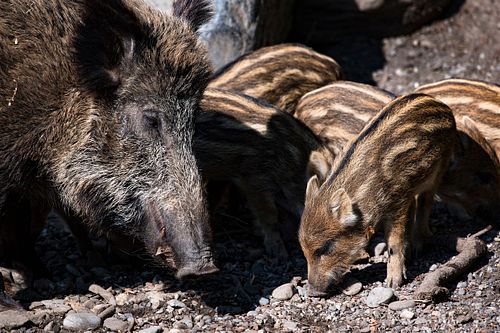 Tierpark Dählhölzli