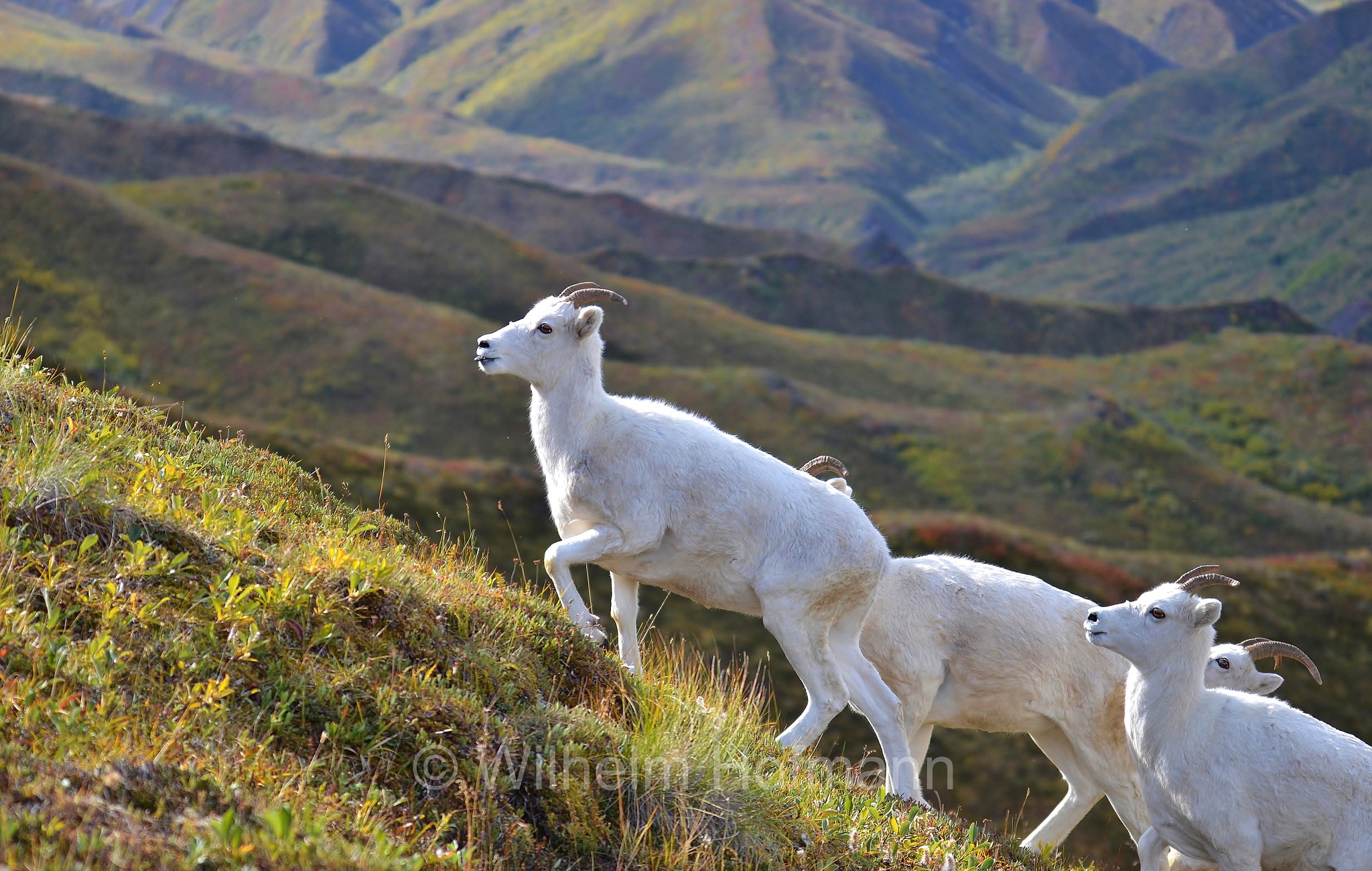 Ovis dalli, Dall sheep, thinhorn sheep, Dall-Schaf, Alaska-Schneeschaf, bighorn bianco, pecora di Dall, ariete di Dall, Sable Mountain, Denali National Park, Denali National Park and Preserve, Denali-Nationalpark, Parco nazionale del Denali, Alaska, USA