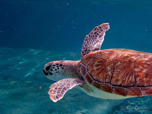 Sea Turtle 03